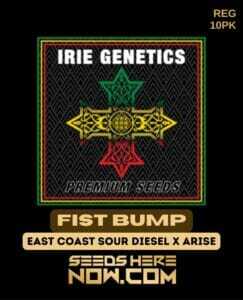 Fist Bump (Regular) (space) Irie Genetics