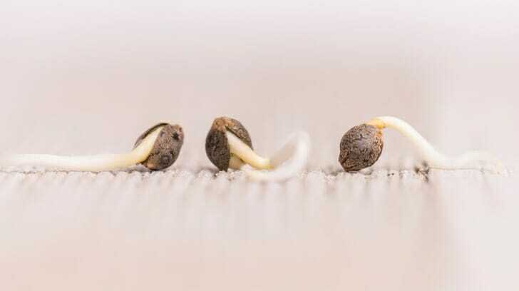 Common Mistakes To Avoid When Germinating Cannabis Seeds – Germinating weed seeds