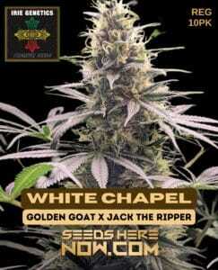 White Chapel (Regular) (space) Irie Genetics
