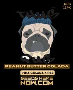 Peanut Butter Colada (Regular) (space) Thug Pug Genetics