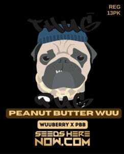 Peanut Butter Wuu (Regular) (space) Thug Pug Genetics