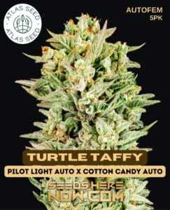 Turtle Taffy (Autoflower) (space) Atlas Seeds