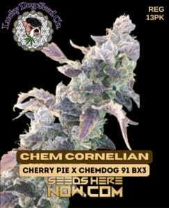 Chem Cornelian (Regular) (space) Lucky Dog Seed Company