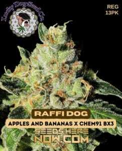 Raffi Dog (Regular) (space) Lucky Dog Seed Company