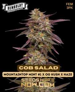 Cob Salad (Feminized) (space) Humboldt Seed Company