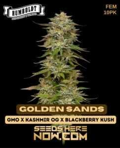 Golden Sands (Feminized) (space) Humboldt Seed Company