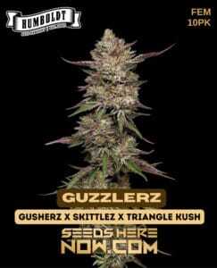 Guzzlerz (Feminized) (space) Humboldt Seed Company