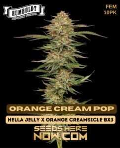 Orange Cream Pop (Feminized) (space) Humboldt Seed Company