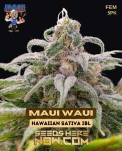 Maui Waui S1 (Feminized) (space) Dr. Blaze