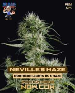 Neville's Haze S1 (Feminized) (space) Dr. Blaze