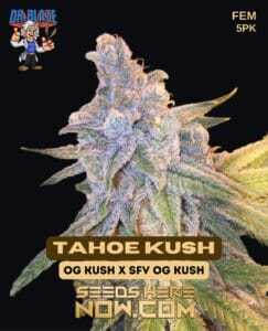 Tahoe Kush S1 (Feminized) (space) Dr. Blaze