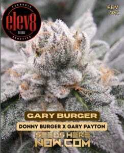 Gary Burger (Feminized) (space) Elev8 Seeds
