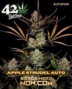 Apple Strudel Auto (Autoflower) (space) Fast Buds