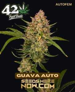 Guava Auto (Autoflower) (space) Fast Buds