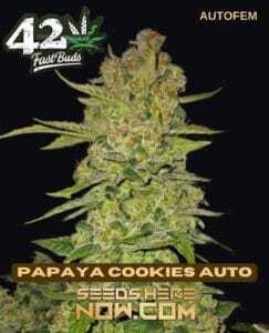 Papaya Cookies Auto (Autoflower) (space) Fast Buds