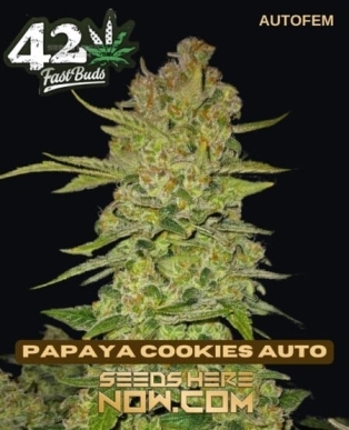 Papaya Cookies Auto (Autoflower) (space) Fast Buds