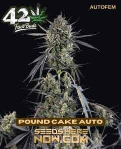 Pound Cake Auto (Autoflower) (space) Fast Buds