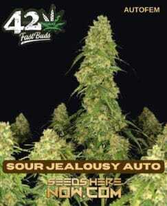 Sour Jealousy Auto (Autoflower) (space) Fast Buds
