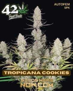 Tropicana Cookies Auto (Autoflower) (space) Fast Buds