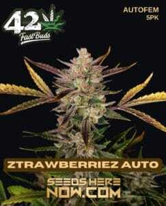 Ztrawberriez Auto (Autoflower) (space) Fast Buds
