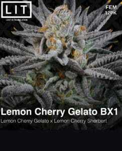 Lemon Cherry Gelato BX1 (Feminized) (space) LIT Farms