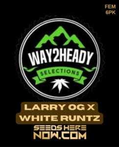 Larry OG x White Runtz (Feminized) (space) Way2heady Selections