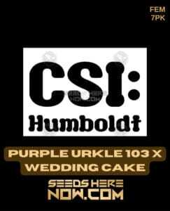 Purple Urkle 103 x Wedding Cake (Feminized) (space) CSI Humboldt