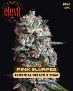 Pink Slurpee (Feminized) (space) Elev8 Seeds