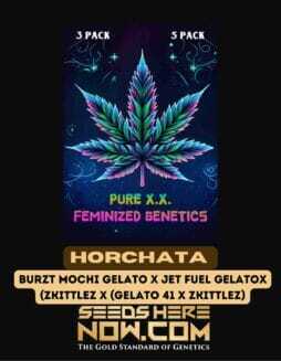 Horchata S1 (Feminized) (space) Pure XXHorchata S1 (Feminized) (space) Pure XX