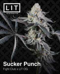 Sucker Punch (Feminized) (space) LIT Farms