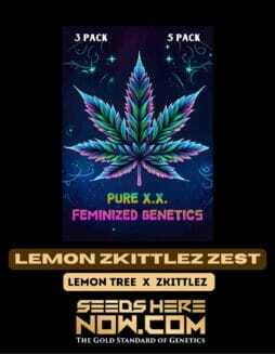 Lemon Zkittlez Zest (Feminized) (space) Pure XXLemon Zkittlez Zest (Feminized) (space) Pure XX