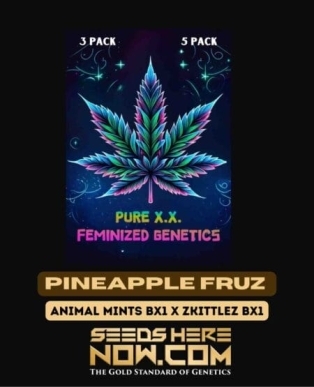 Pineapple Fruz S1 (Feminized) (space) Pure XX