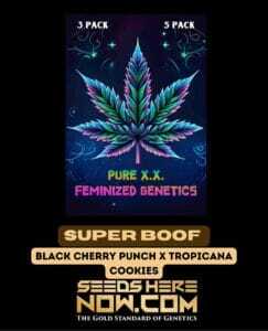 Super Boof (Feminized) (space) Pure XX