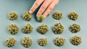 What are the best cannabis seeds for beginners?