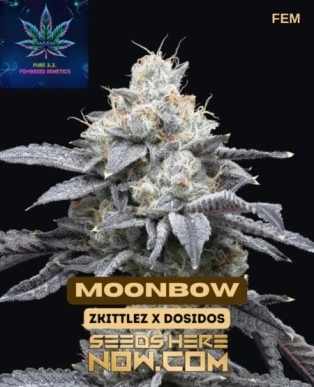 Moonbow S1 (Feminized) (space) Pure XX