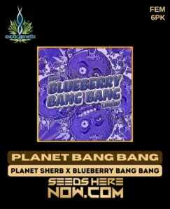 Planet Bang Bang (Feminized) (space) Exotic Genetix