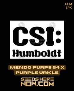 Mendo Purps 54 x Purple Urkle (Feminized) (space) CSI Humboldt