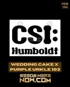 Wedding Cake x Purple Urkle 103 (Feminized) (space) CSI Humboldt