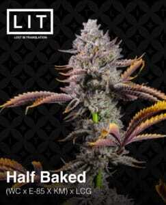 Half Baked (Feminized) (space) LIT Farms