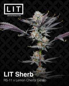 LIT Sherb (Feminized) (space) LIT Farms