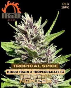 Tropical Spice (Regular) (space) Massive Seeds
