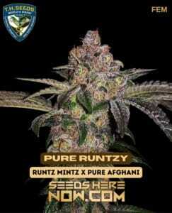 Pure Runtzy (Feminized) (space) T.H. Seeds
