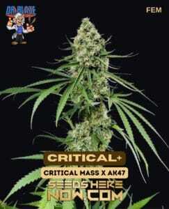 Critical+ S1 (Feminized) (space) Dr. Blaze