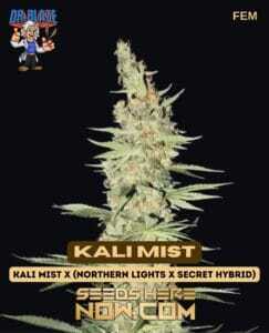 Kali Mist S1 (Feminized) (space) Dr. Blaze