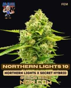 Northern Lights 10 S1 (Feminized) (space) Dr. Blaze