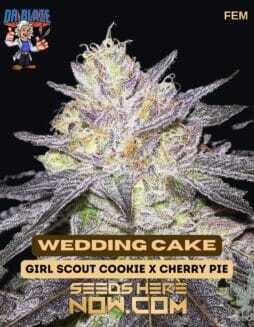 Wedding Cake S1 (Feminized) (space) Dr. BlazeWedding Cake S1 (Feminized) (space) Dr. Blaze