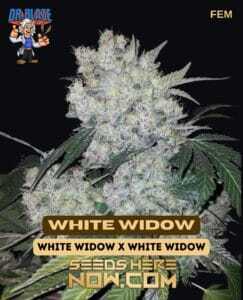 White Widow S1 (Feminized) (space) Dr. Blaze