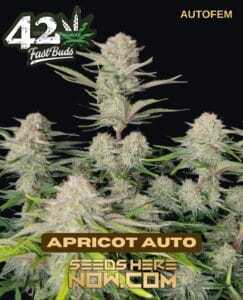 Apricot (Autoflower) (space) Fast Buds