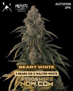 Beary White (Autoflower) (space) Mephisto Genetics
