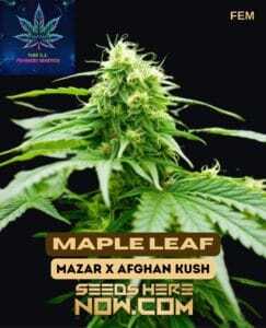Maple Leaf S1 (Feminized) (space) Pure XX
